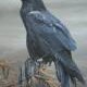 Raven`